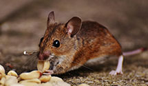 24 Hour & Emergency Exterminators in U City, MO